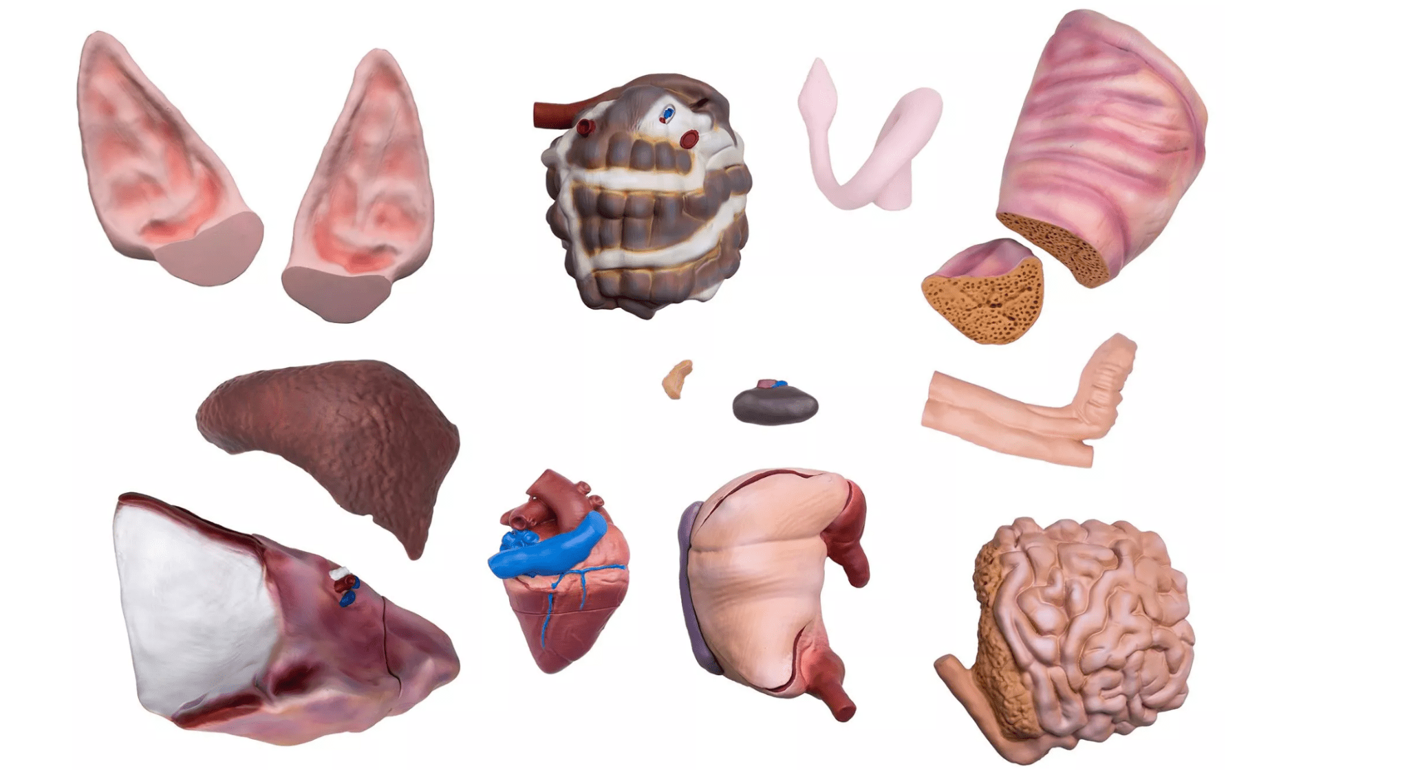 Schweinemodell, 20 - teilig, 1/2 natürliche Größe - Erler - Zimmer